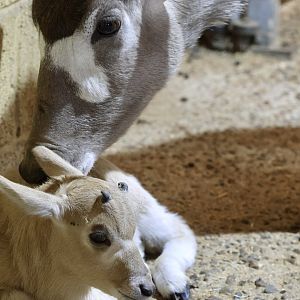 Mum nursing Addax calve