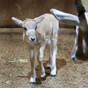 Addax calve