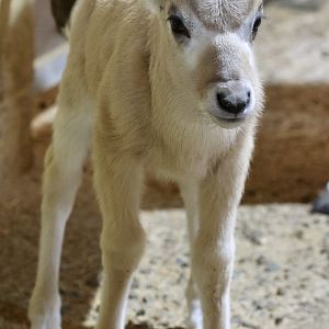 Addax calve