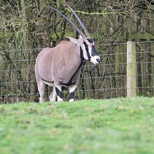 Beisa Oryx