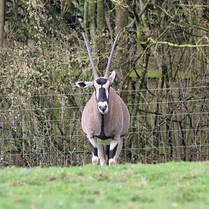 Beisa Oryx