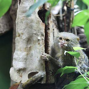 Pygmy Marmoset