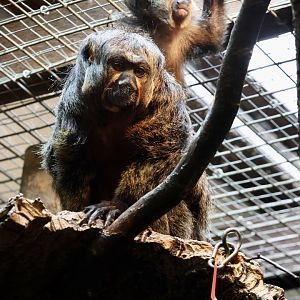 Saki Monkey and Baby