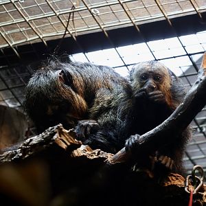 Saki Monkey and baby