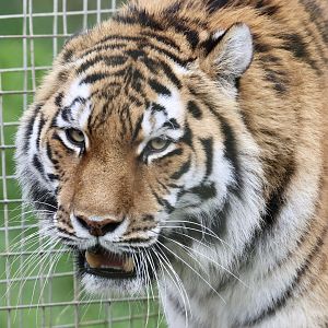 Valentina - Amur Tiger