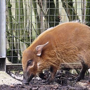 Juvenile Red River Hog