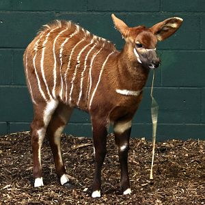 Bongo Calve