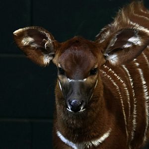 Bongo Calve