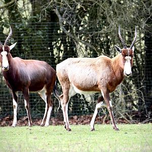 Blesbok