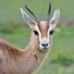 Gazelle