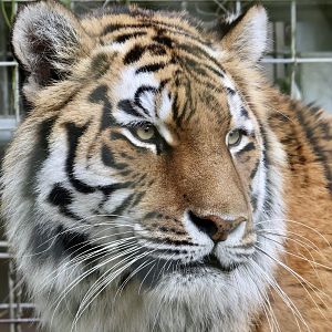 Valentina - Amur Tiger