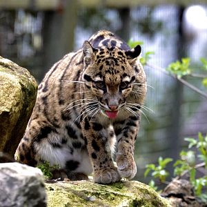 Kanya - Clouded Leopard