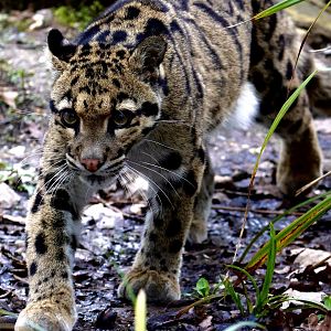Kanya - Clouded Leopard