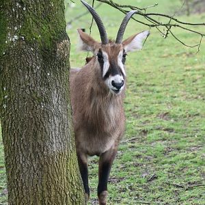 Roan Antelope