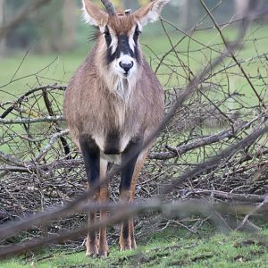 Roan Antelope