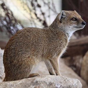 Yellow Mongoose