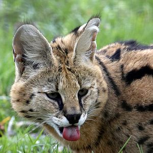 Serval