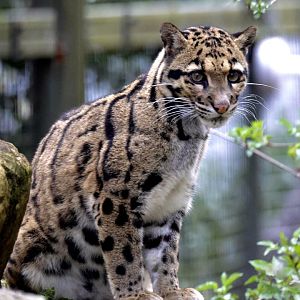 Kanya - Clouded Leopard