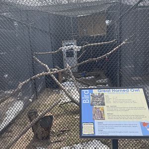 Great Horned Owl Exhibit