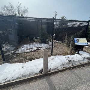 Snowy Owl Exhibit