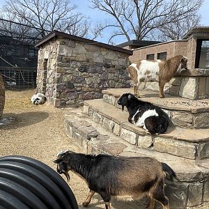 Nubian Goats and Pig