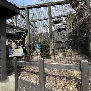 Brown Capuchin Exhibit