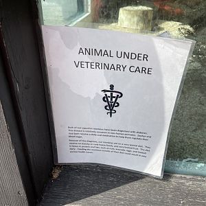 Diabetic Capuchins Sign