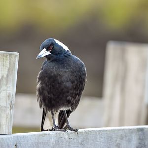 Australian Magpie