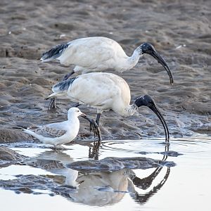 Australian White Ibis