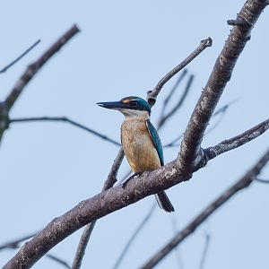Sacred Kingfisher