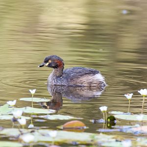 Australasian Grebe