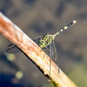 Green Skimmer
