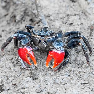 Scarlet Three-spined Mangrove Crab