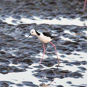 Pied Stilt