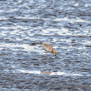 Pacific Golden-Plover