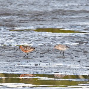 Bar-tailed Godwits