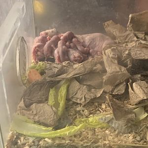 Baby Naked Mole Rats