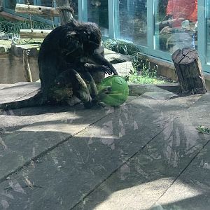 Allen’s Swamp Monkey