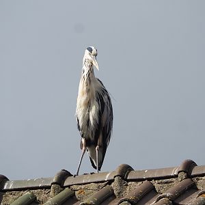 Wild Grey heron (Ardea cinerea), 2022-08-28