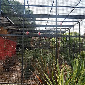 First show bird aviary - Galahs and Eclectus parrots, 2022-08-28