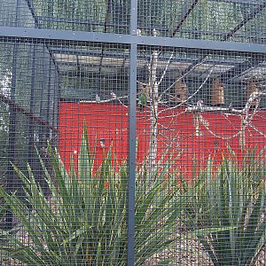 First show bird aviary - Galahs and Eclectus parrots, 2022-08-28