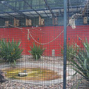 First show bird aviary - Galahs and Eclectus parrots, 2022-08-28