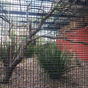 First show bird aviary - Galahs and Eclectus parrots, 2022-08-28