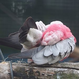 Galah (Eolophus roseicapilla), 2022-08-28