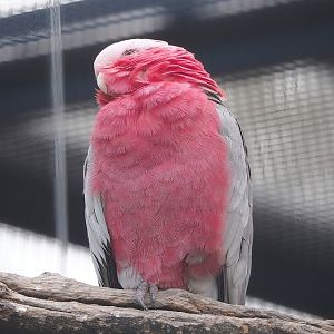 Galah (Eolophus roseicapilla), 2022-08-28