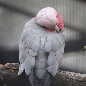 Galah (Eolophus roseicapilla), 2022-08-28