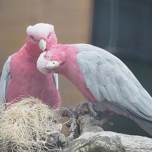 Galahs (Eolophus roseicapilla), 2022-08-28