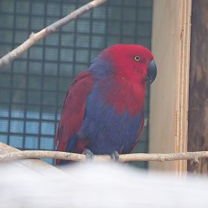 Female Grand Eclectus parrot (Eclectus roratus roratus), 2022-08-28