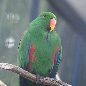 Male Grand Eclectus parrot (Eclectus roratus roratus), 2022-08-28