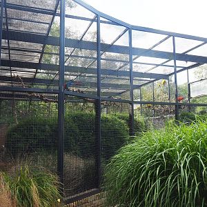 Second show bird aviary - Macaws, Sun conures and Scarlet ibises, 2022-08-28